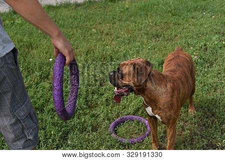 Summer Outdoors Portrait Of Geman Boxer Dog On Hot Sunny Day. Brown Tiger With Brindle Colored Boxer