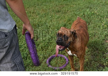 Summer Outdoors Portrait Of Geman Boxer Dog On Hot Sunny Day. Brown Tiger With Brindle Colored Boxer