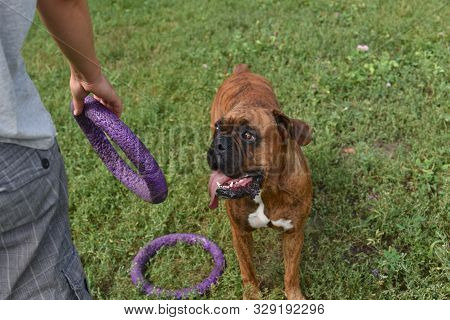 Summer Outdoors Portrait Of Geman Boxer Dog On Hot Sunny Day. Brown Tiger With Brindle Colored Boxer