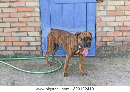 Summer Outdoors Portrait Of Geman Boxer Dog On Hot Sunny Day. Brown Tiger With Brindle Colored Boxer