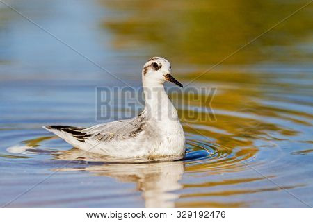 Red Phalarope Swimming Circles Looking For Food In Shallow Water