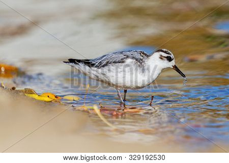 Sandpiper On An Autumn River In Shallow Water Looking For Food
