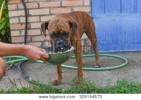 Summer Outdoors Portrait Of Geman Boxer Dog On Hot Sunny Day. Brown Tiger With Brindle Colored Boxer