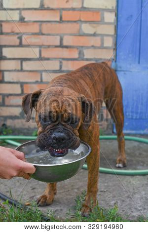 Summer Outdoors Portrait Of Geman Boxer Dog On Hot Sunny Day. Brown Tiger With Brindle Colored Boxer