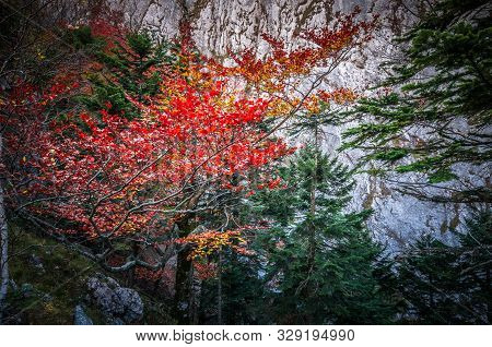 Autumn In Buila Vanturarita, Carpathian Mountains, Romania. Vivid Fall Colors In Forest. Scenery Of 