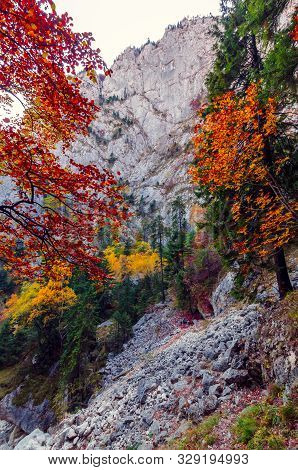 Autumn In Buila Vanturarita, Carpathian Mountains, Romania. Vivid Fall Colors In Forest. Scenery Of 