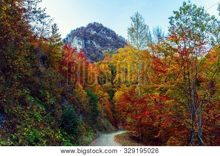 Autumn In Buila Vanturarita, Carpathian Mountains, Romania. Vivid Fall Colors In Forest. Scenery Of 