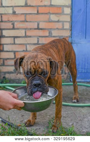 Summer Outdoors Portrait Of Geman Boxer Dog On Hot Sunny Day. Brown Tiger With Brindle Colored Boxer