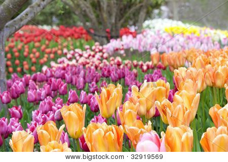 Farverige hav af smukke tulipaner i fuldt flor