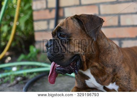 Summer Outdoors Portrait Of Geman Boxer Dog On Hot Sunny Day. Brown Tiger With Brindle Colored Boxer