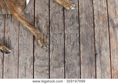 Summer Outdoors Portrait Of Geman Boxer Dog On Hot Sunny Day. Brown Tiger With Brindle Colored Boxer