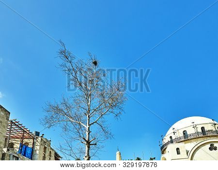 The Ramban Hurva Synagogue Is The Oldest Functioning Synagogue In The Old City And Tree With Bird Ne