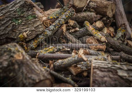 Wood Harvesting In The Russian Village.sawn Dry Trees.