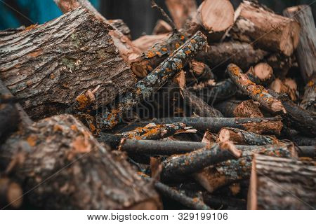 Wood Harvesting In The Russian Village.sawn Dry Trees.