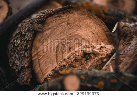 Wood Harvesting In The Russian Village.sawn Dry Trees.