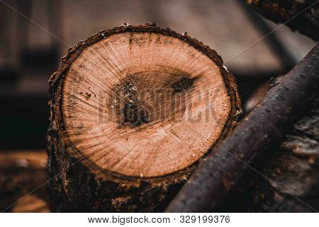 Wood Harvesting In The Russian Village.sawn Dry Trees.
