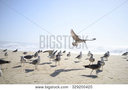 Seagulls Flying At Beach. Seagulls Flying In The Air At Portugal Beach Just Off The Ocean Front Agai