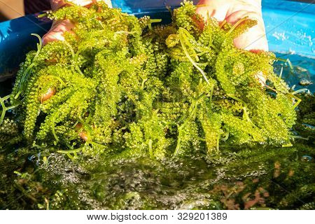 Bunch Of Seaweed On Hand In Farm .bunch Of Seaweed Or Sea Grapes.it Is A High-fiber, Low-calorie Foo