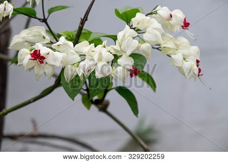Blooming Bagflower On Tree In Garden.scientific Name