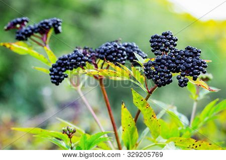 Branch Of Black Elderberry. Elderberry Is A Medicinal Plant