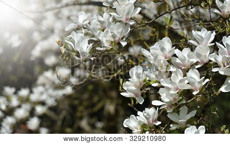 The Dense Flowering Of White Magnolia, Many Large Flowers On The Branches During The Flowering Of Ma