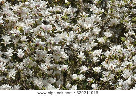 The Dense Flowering Of White Magnolia, Many Large Flowers On The Branches During The Flowering Of Ma
