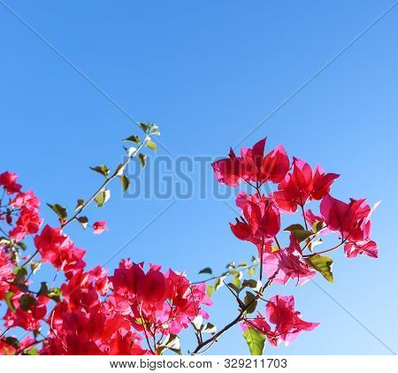 Colorful Purple Begonville Flowers Against A Blue Sky