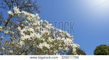 The Dense Flowering Of White Magnolia Against The Blue Sky, Many Large Flowers During The Flowering 