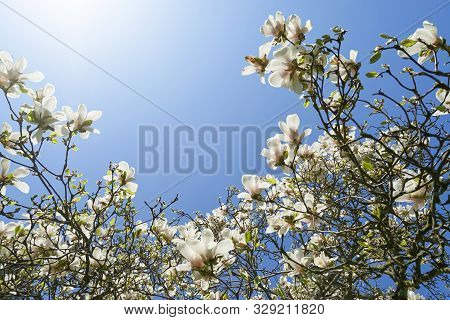 The Dense Flowering Of White Magnolia Against The Blue Sky, Many Large Flowers During The Flowering 