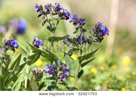 Pulmonaria
