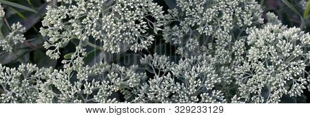 Lot Of Blooming Hylotelephium Telephium White Flowers With Green Leaves And Stems