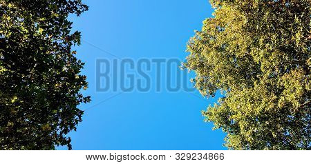 Foto Do Céu Azul Com árvores Verdes
