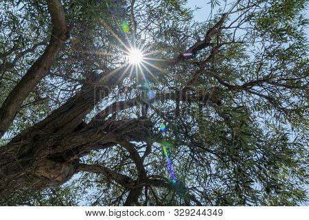 Star Burst Above  From Sun Through Leaves And Branches Of Old Olive Tree.