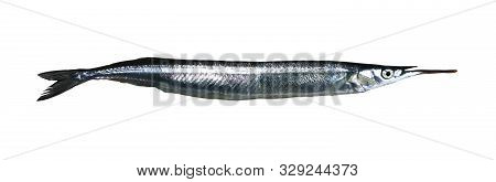 Japanese Halfbeak (hyporhamphus Sajori) Isolated On White Background.