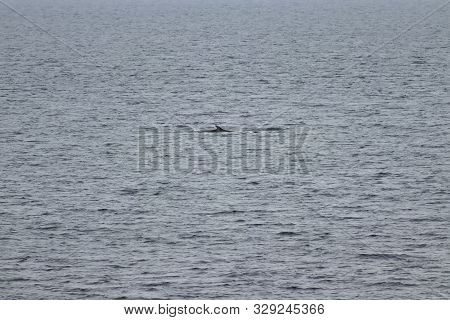 Minke Whale (balaenoptera Acutorostrata) Swimming On The Water Surface. Dorsal Fin  Is Visible Afar.