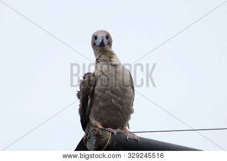 Young Red-footed Booby (sula Sula) Bird Sitting On The Ship Mast On Sky Background. Marine Bird In N