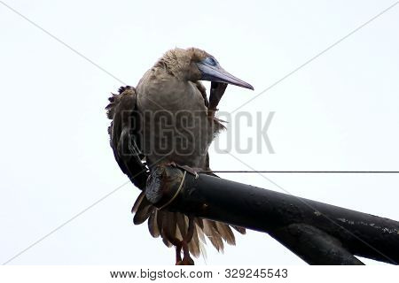 Young Red-footed Booby (sula Sula) Bird Sitting On The Ship Mast On Sky Background. Marine Bird In N
