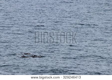 Group Of Dolphins Swimming And Diving In The Ocean. Pacific White-sided Dolphin Lagenorhynchus Obliq