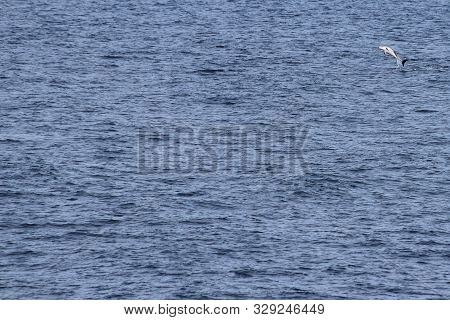 Dolphin Jumping In The Ocean. Pacific White-sided Dolphin Lagenorhynchus Obliquidens In Natural Habi
