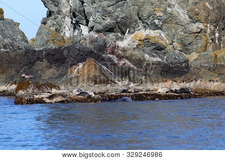 Spotted Seals Phoca Largha In Natural Habitat. Group Of Seals On The Rocky Coast. Wild Animals On Th