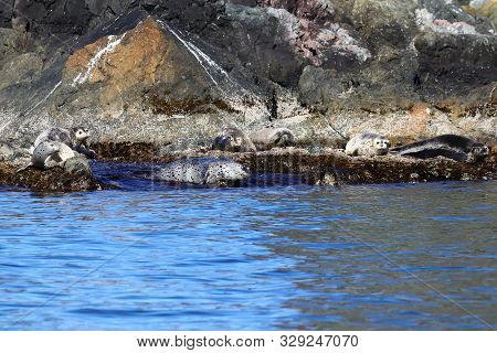 Group Of Spotted Seals (largha Seal, Phoca Largha) Laying On Coastal Rocks. Calm Blue Sea, Wild Mari