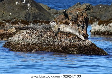 Couple Of Spotted Seals Phoca Largha Laying On The Rock Island Face To Face. Marine Mammals In Natur