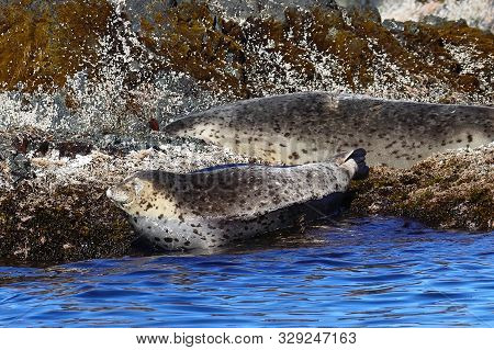 Spotted Seals (largha Seal, Phoca Largha) Sleeping On The Sea Rock Near The Blue Water. Wild Seals S