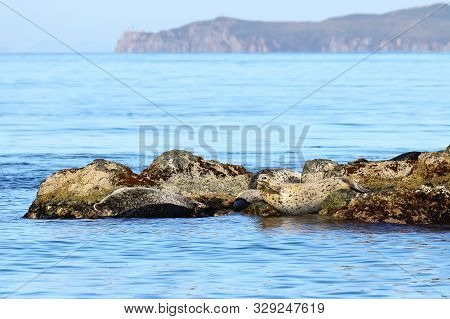 Spotted Seals (largha Seal, Phoca Largha) Laying On The Rocky Island On The Blurred Background Of  S