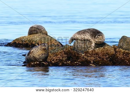 Seals (largha Seal, Phoca Largha) Laying On Rocky Island In Sea. Spotted Seal Sanctuary. Calm Blue S