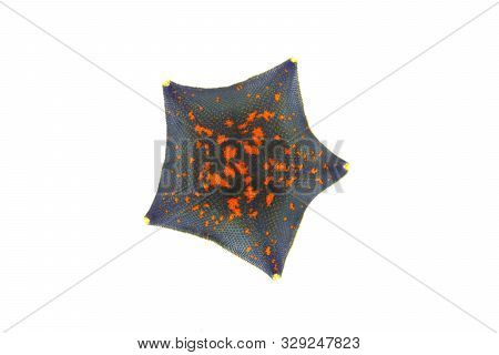 Starfish Patiria Pectinifera Isolated On White Background Closeup.