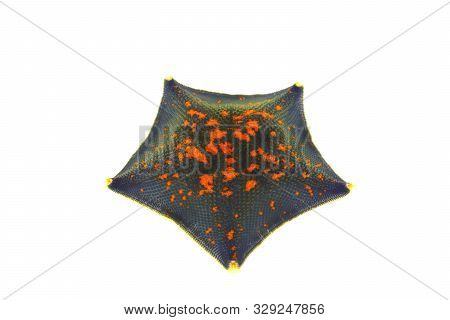 Starfish Patiria Pectinifera Isolated On White Background Closeup.