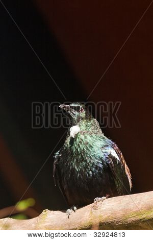 Endemiske New Zealand fugl Tui