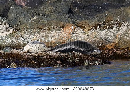 Spotted Seals Phoca Largha In Natural Habitat. Wild Animals On The Rock Island In Sea.