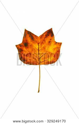 Tulip Poplar Tree Leaves On White Background.